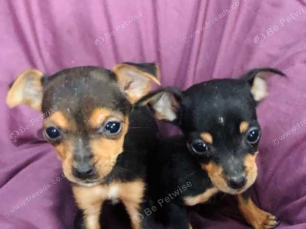 Wonderful Litter Of Black An Tan Jack Russel Puppies In Doncaster