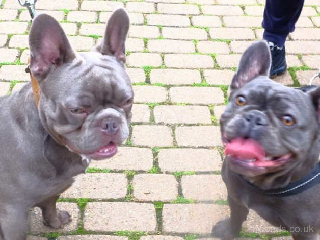 how dangerous is chocolate to french bulldog