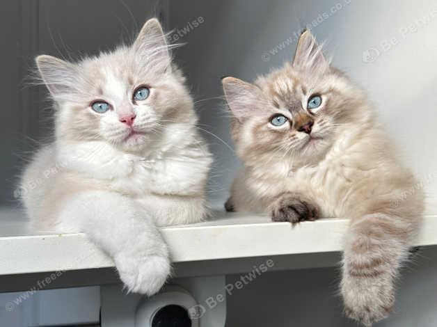 Gccf ragdoll kittens for 2024 sale