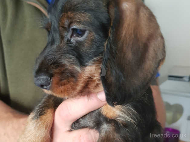 Pin wire haired top dachshund