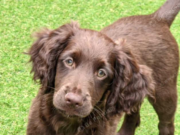 Cocker Spaniel Looking F2 Cockapoo Boy in Sheffield on Freeads ...