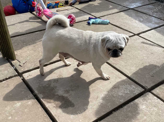 White store chinchilla pug