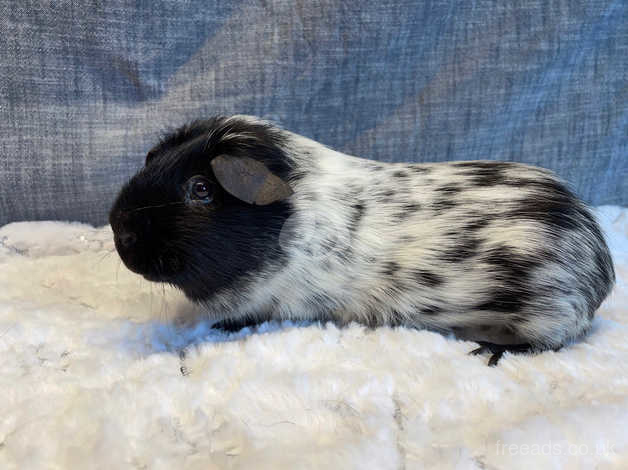 Dalmatian store guinea pig