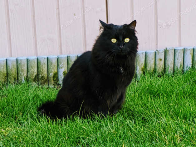 Beautiful Black Long Haired Cat For Adoption in Seaford BN25 on Freeads ...