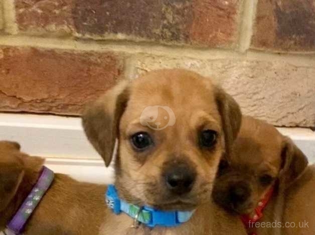 Dachshund mix puppies outlet for sale