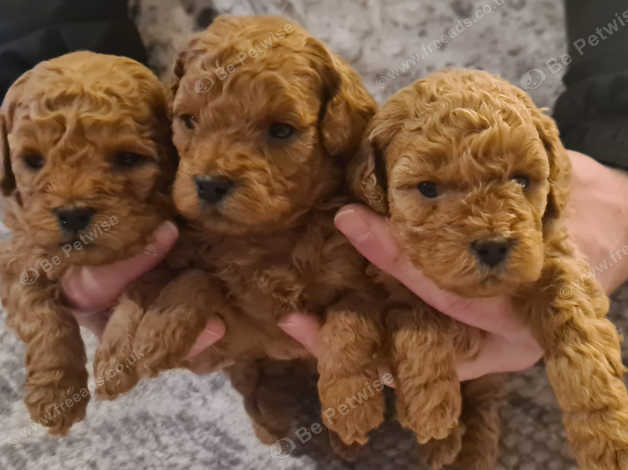 Russian shop toy poodle