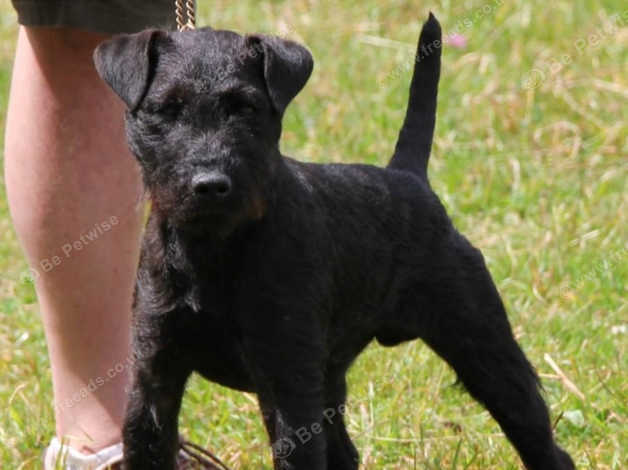 Patterdale Fell Terrier 11 Month Old Pup in Ashbourne DE6 on Freeads ...