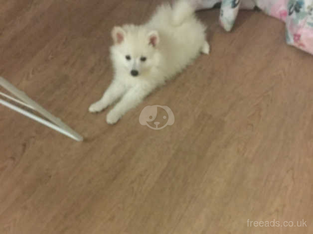 Pomeranian X Japanese Spitz For Sale In Tower Hamlets On Freeads Classifieds Mixed Breed Classifieds