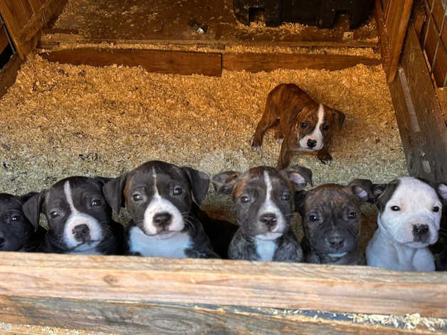 Staffordshire terrier best sale brindle puppy