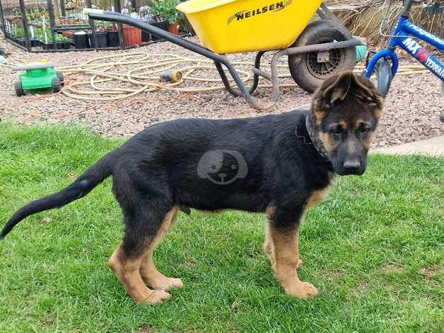 Male german hot sale shepherd puppies