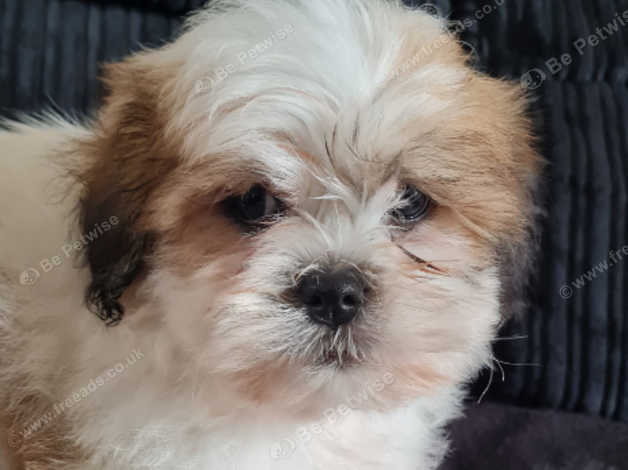 shichon teddy bear puppies