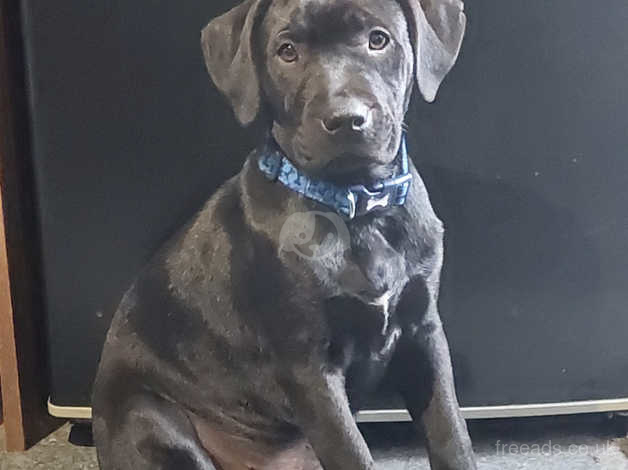 Staffy cross lab store puppies