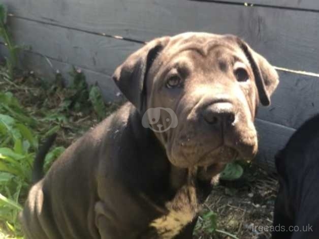 Cane corso hot sale x shar pei