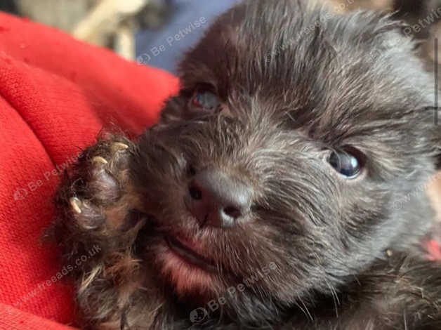 German shepherd best sale labradoodle mix puppies