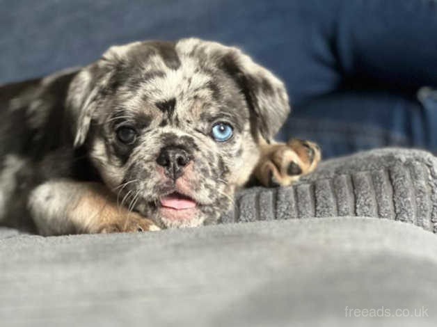 Merle best sale pug breeder