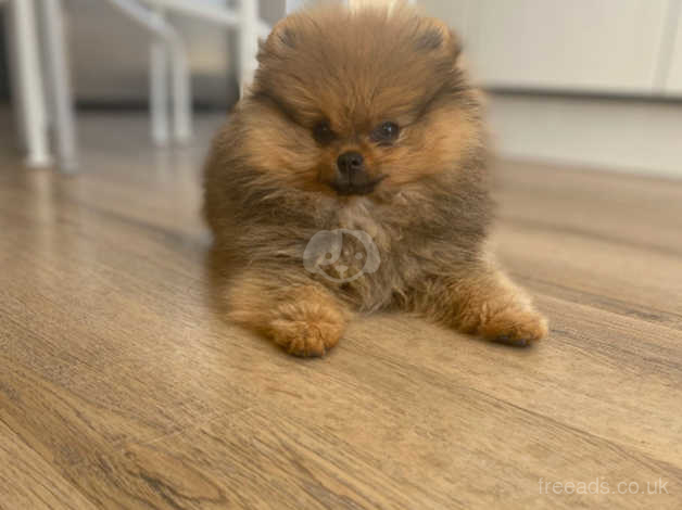 russian teddy bear pomeranian