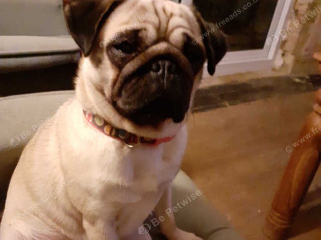 Pug Beautiful Tan Panda Pug in Bedford MK44 on Freeads Classifieds ...