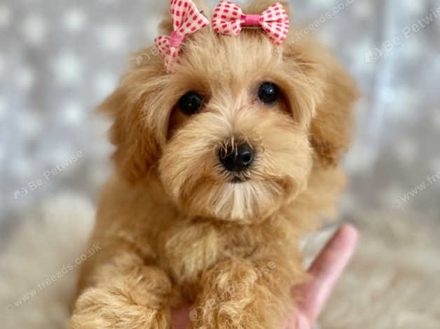 Maltipoo Puppy Puppies Ready Now Small Cute Teddy Bears Bitch Girls Dog