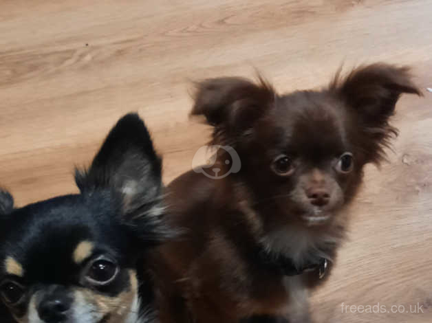 Long haired chihuahua adoption best sale near me