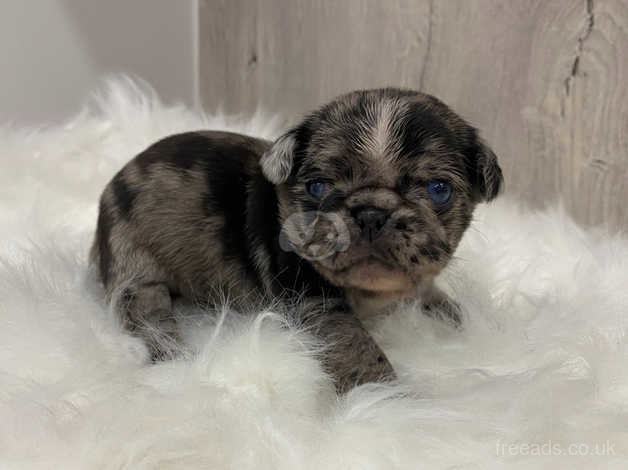 Merle pug outlet puppies