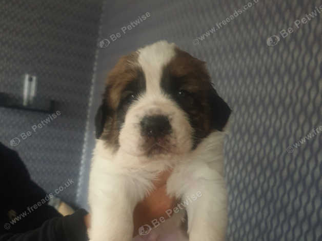 St bernard best sale needs rehoming