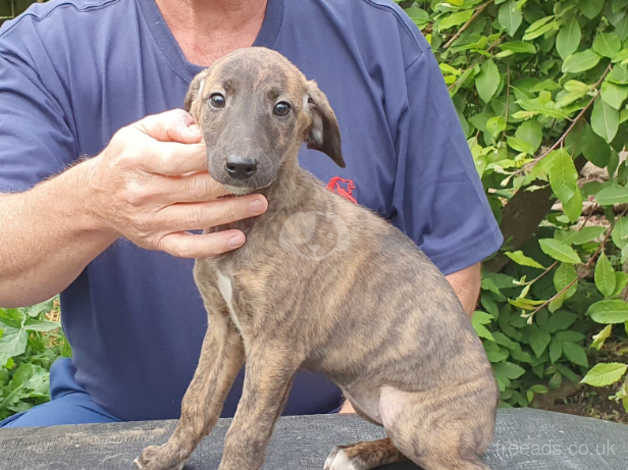 bedlington whippet cross puppies for sale