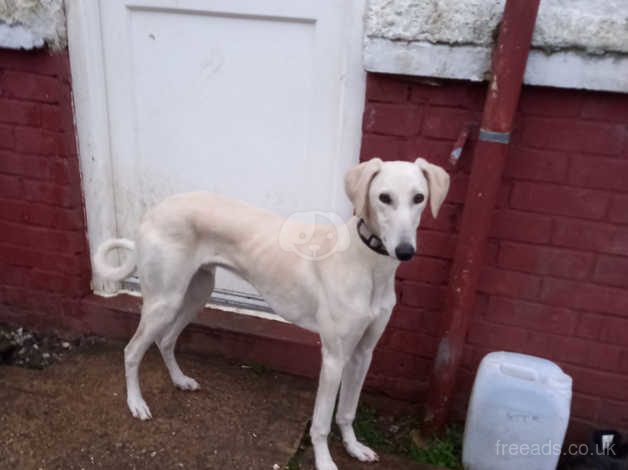 Saluki bull store greyhound for sale