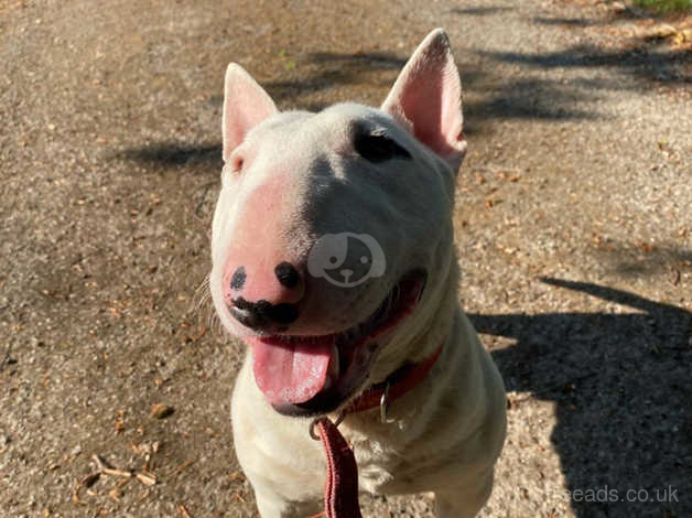 Miniature bull sales terrier for sale