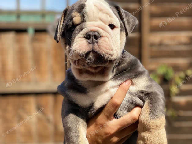 F1 olde english store bulldog