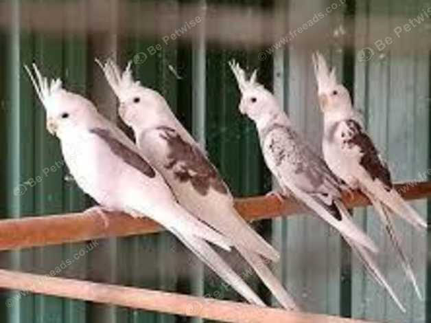 White faced cockatiel for hot sale sale