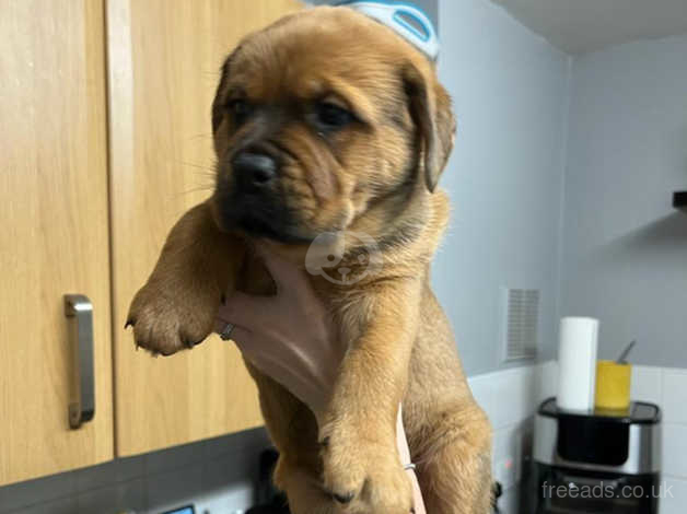 Rottweiler dogue de bordeaux sales cross