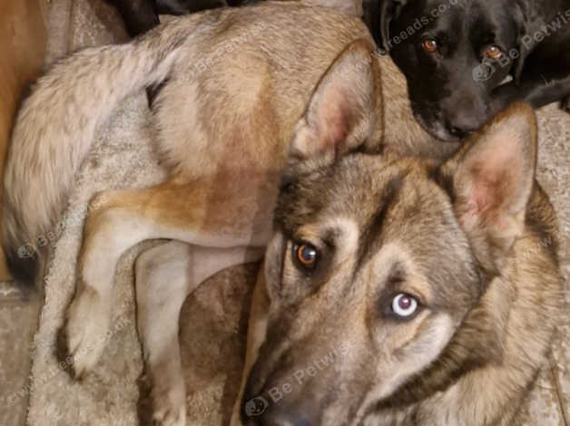 Dutch Shepherd X Siberian Huskie In Ipswich IP6 On Freeads Classifieds ...