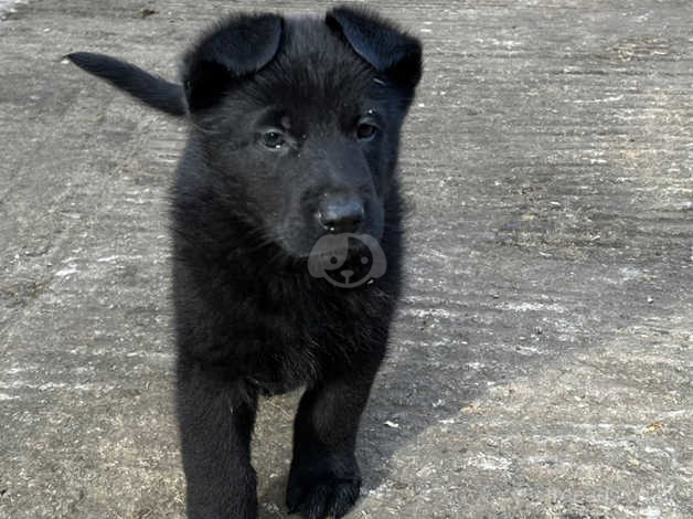 All black clearance shepherd puppies