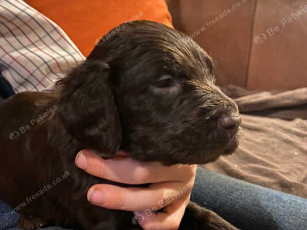 Hwv puppies best sale for sale