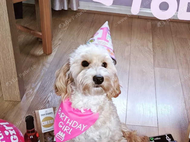 5 Year Old Apricot Bitch Cockapoo - Not Neutered in Leeds LS10 on ...