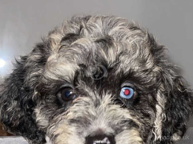 Blue merle sale cockapoo for sale