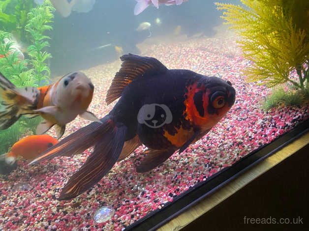 Large black hot sale goldfish