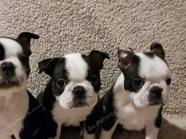 Glenauld puppies best sale for sale