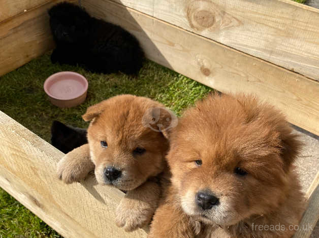 Kc registered chow outlet chow puppies for sale