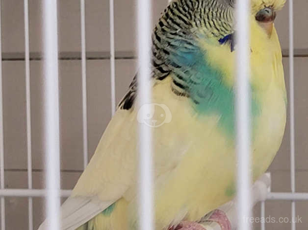 Pied budgies deals for sale