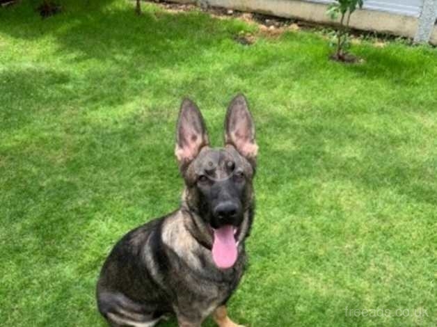 Sable 6 Month Old Puppy In London On Freeads Classifieds German Shepherds Classifieds