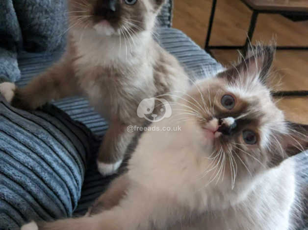 flame point mitted ragdoll