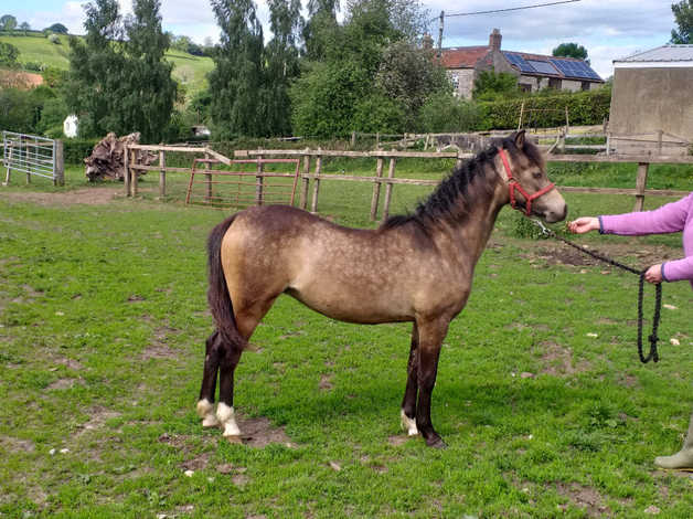 Welsh Section B Yearling Filly | in Paulton, Somerset | Freeads