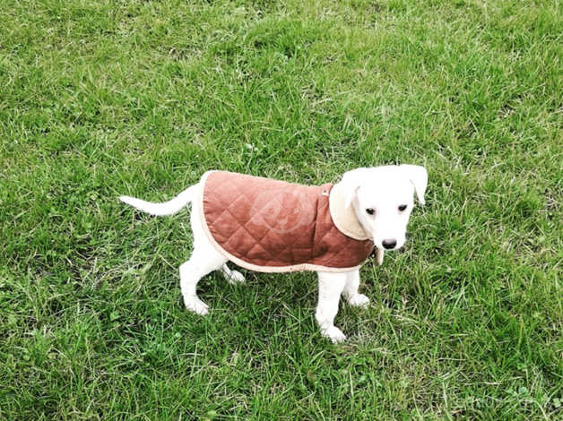 12 Weeks Old Whippet X Saluki In Newport Np11 On Freeads