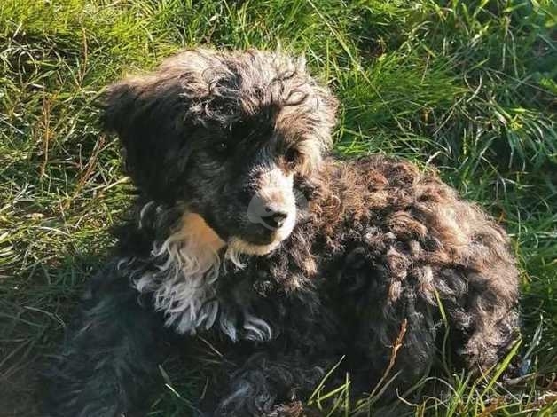 Silver best sale brindle poodle