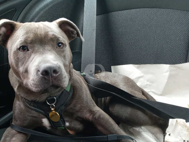 7 month sales old staffy