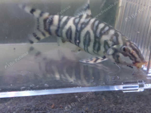 Cheap fish best sale for sale