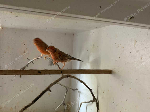 Male Red Agate Canary in Swindon SN1 on Freeads Classifieds - Canaries ...