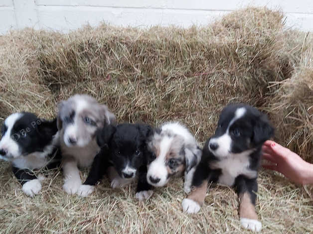 are border collies affectionate