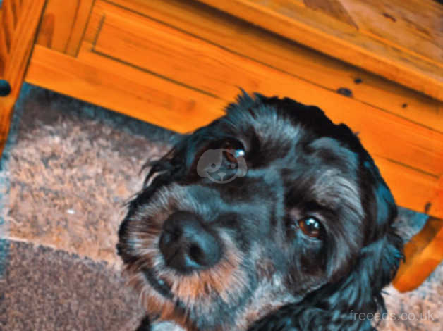 Milo The Cockapoo In Tipton DY4 On Freeads Classifieds - Cockapoos ...